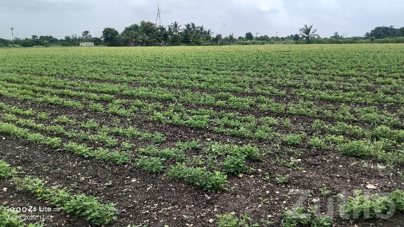 Green Agricultural Land with Well, Sutrapada - Land & Plots - Sutrapada - Image 3