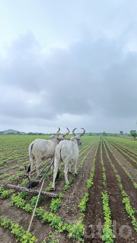 Fertile Agricultural Land in Jamjodhpur