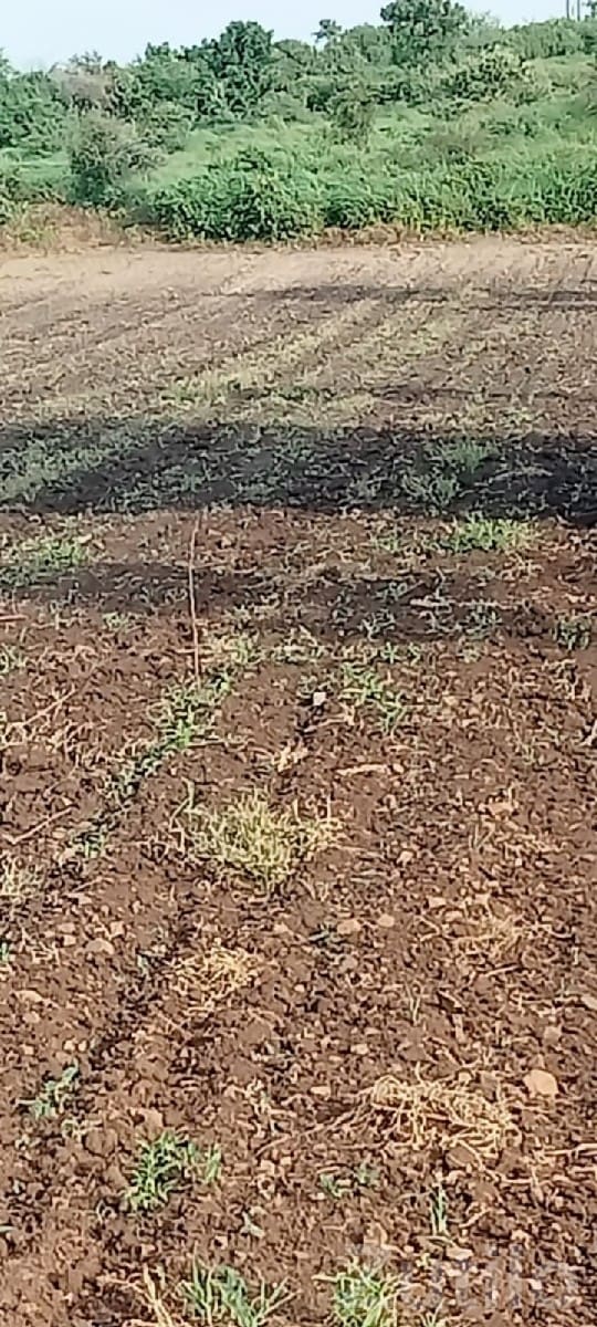 Dhari 11 Vigha Fertile Agricultural Land Dhari 11 Vigha Fertile Agricultural Land