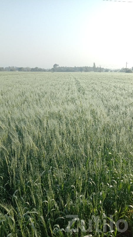Lathodara Fertile Agricultural Land Sale Lathodara Fertile Agricultural Land Sale