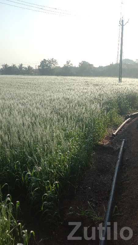 Lathodara Fertile Agricultural Land Sale - Land & Plots - Talala - Image 2