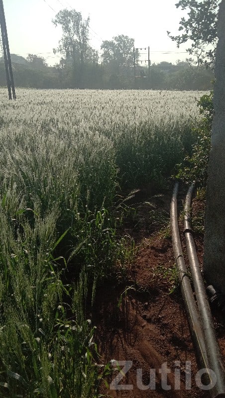 Lathodara Fertile Agricultural Land Sale - Land & Plots - Talala - Image 3