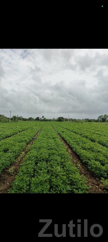 Fertile Agricultural Land in Keshod - Land & Plots - Keshod - Image 2