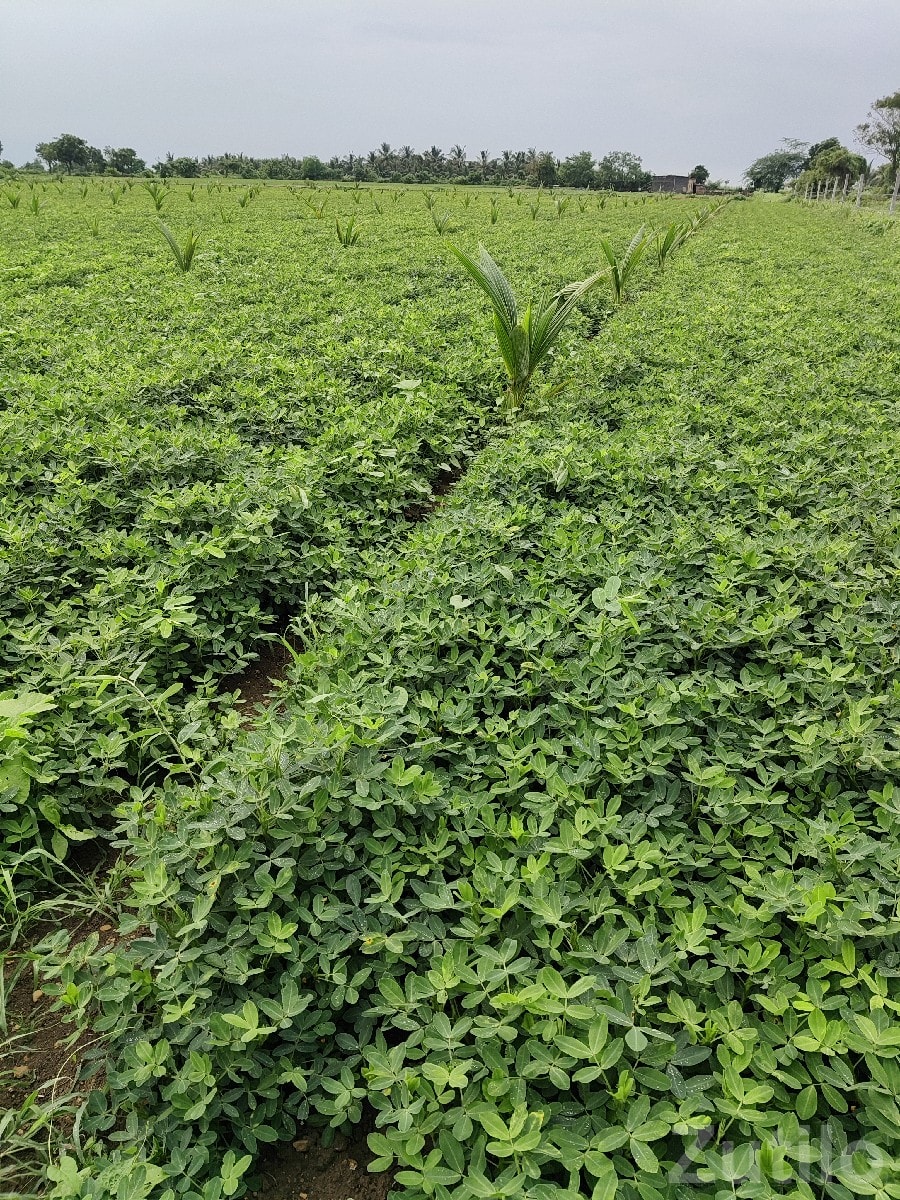 Talala 8 Bigha Fertile Farm Land Sale Talala 8 Bigha Fertile Farm Land Sale