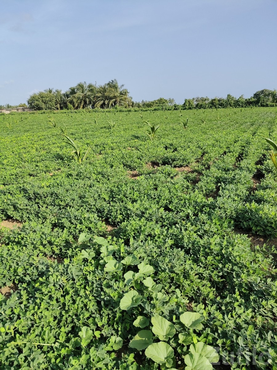 Talala 8 Bigha Fertile Farm Land Sale - Land & Plots - Talala - Image 2