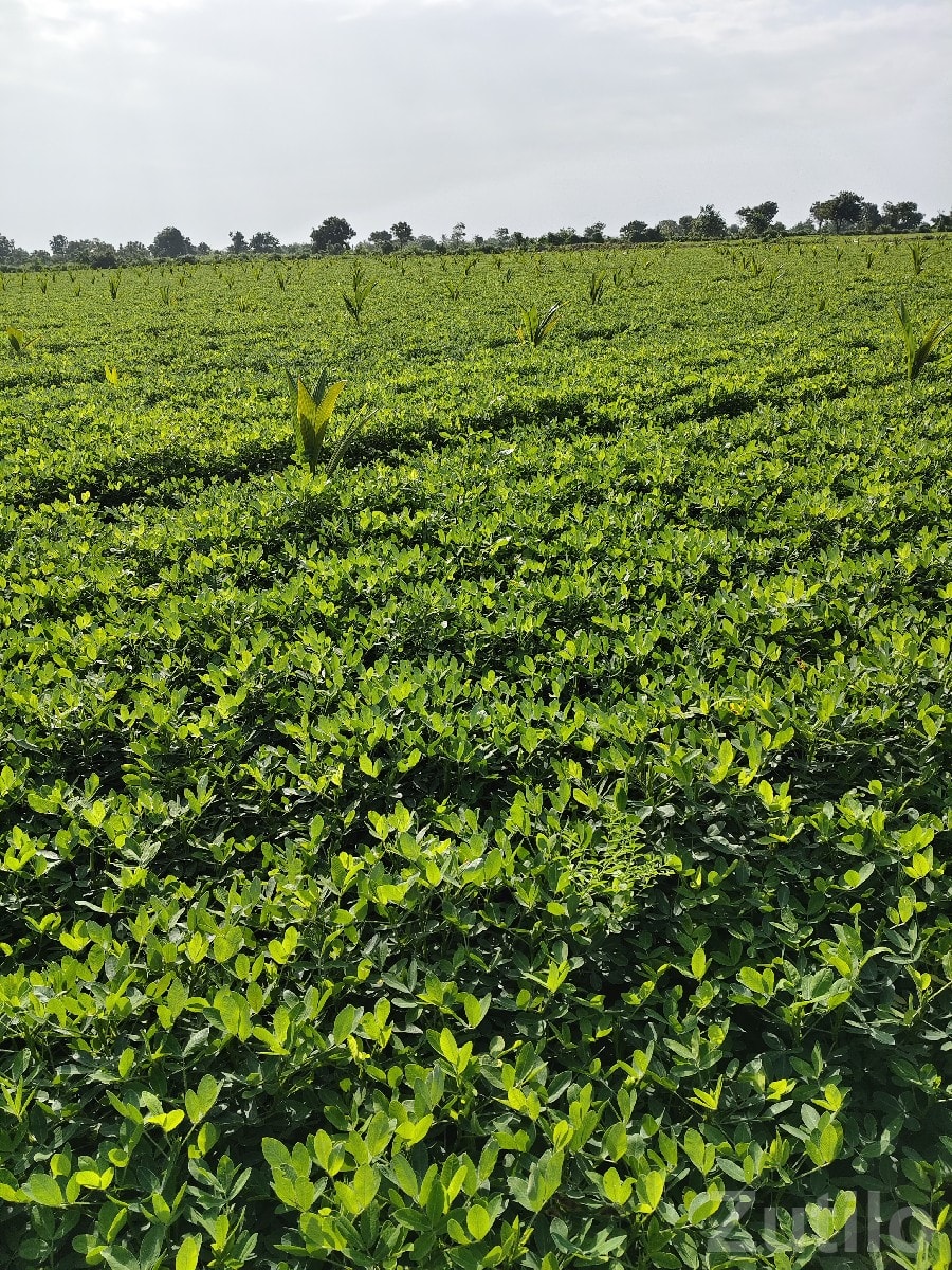 Talala 8 Bigha Fertile Farm Land Sale - Land & Plots - Talala - Image 3