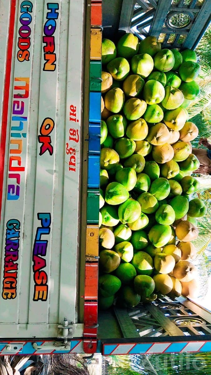 High Yield Coconut Farm Land Mangrol High Yield Coconut Farm Land Mangrol