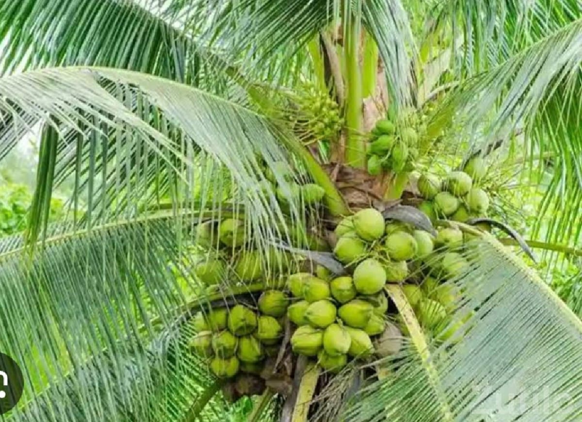 High Yield Coconut Farm Land Mangrol - Land & Plots - Mangrol - Image 2