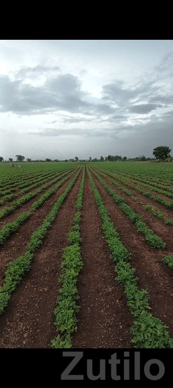13 Vigha Fertile Agriculture Land Babra