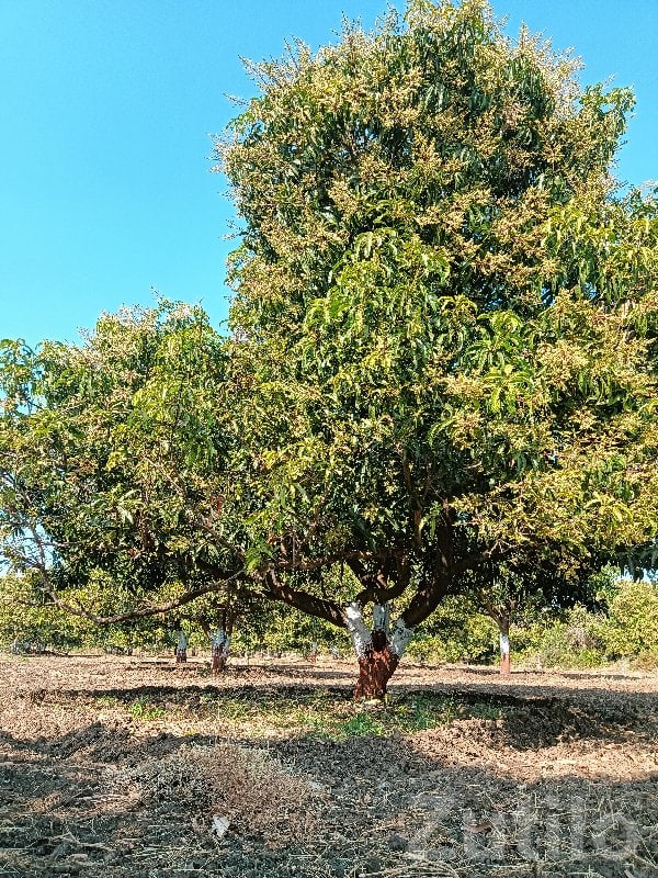 Fully Grown Mango Orchard Land for Sale - Land & Plots - Sutrapada - Image 2