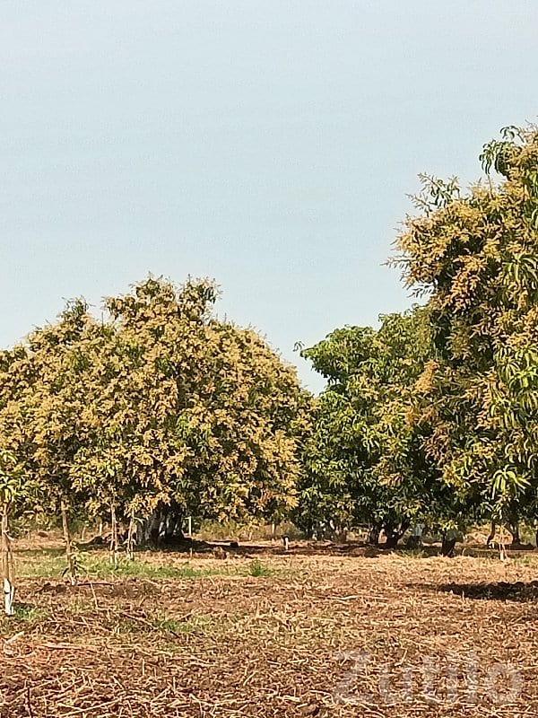 Fully Grown Mango Orchard Land for Sale - Land & Plots - Sutrapada - Image 3