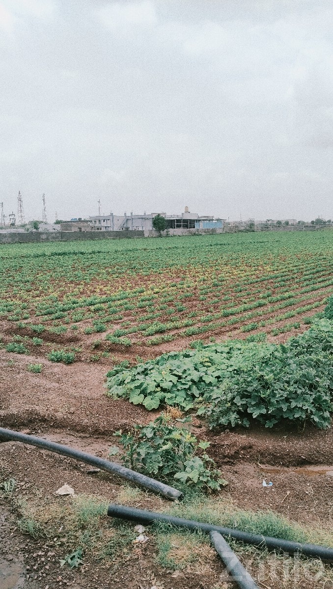Fertile Agricultural Land in Jamjodhpur