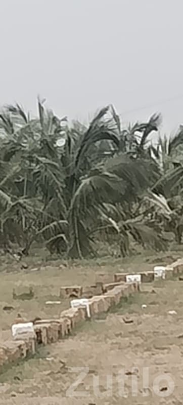 Coconut Farm Land Plot in Mangrol - જમીન અને પ્લોટ - માંગ્રોળ - Image 2
