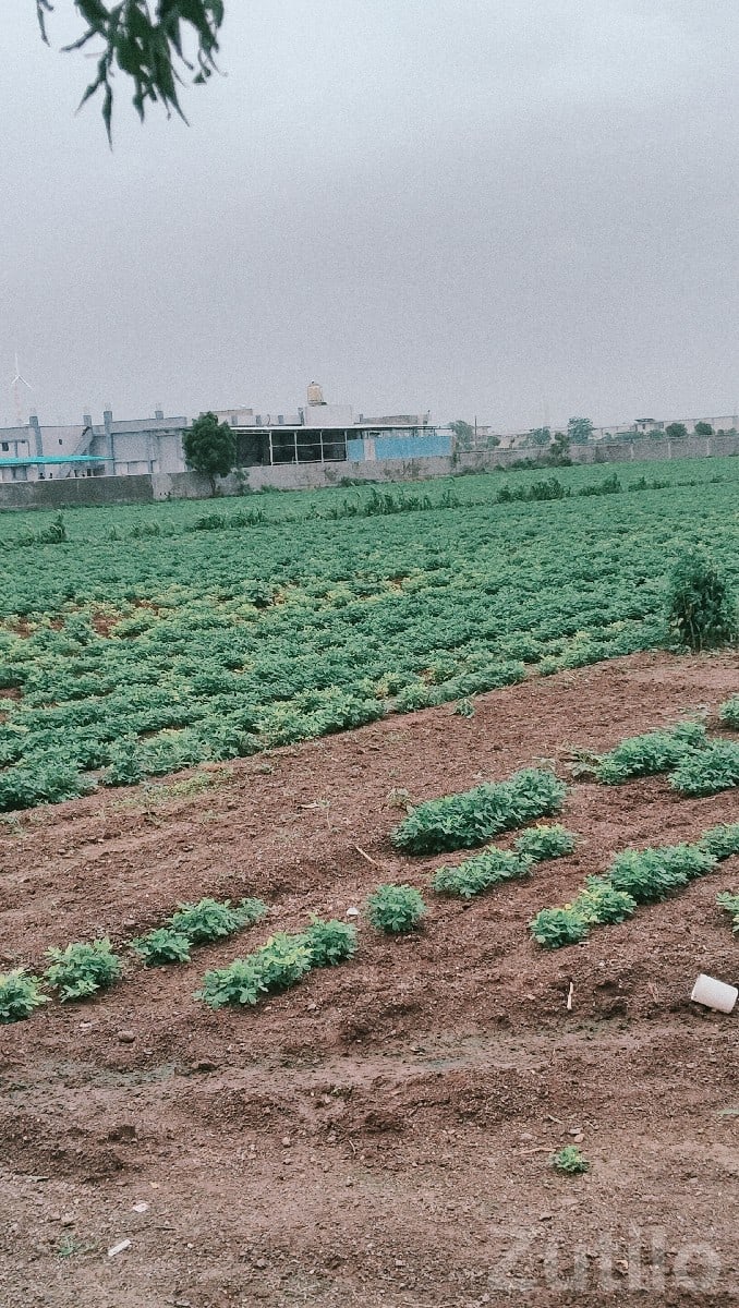 Fertile Agricultural Land in Jamjodhpur - Land & Plots - Jamjodhpur - Image 2