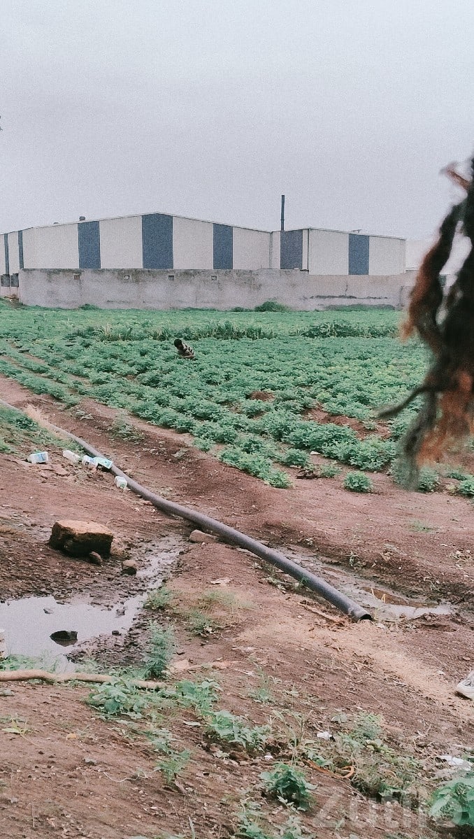 Fertile Agricultural Land in Jamjodhpur - Land & Plots - Jamjodhpur - Image 3