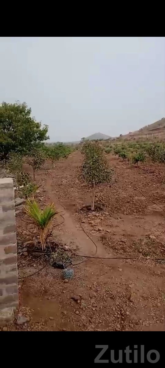 46 Vigha Fenced Bagicho Land in Dhari - જમીન અને પ્લોટ - ધારી - Image 3