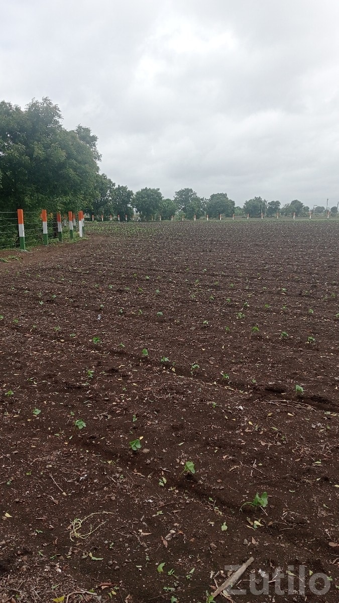 Fertile Agricultural Land for Sale Rajkot - જમીન અને પ્લોટ - રાજકોટ શહેર - Image 2