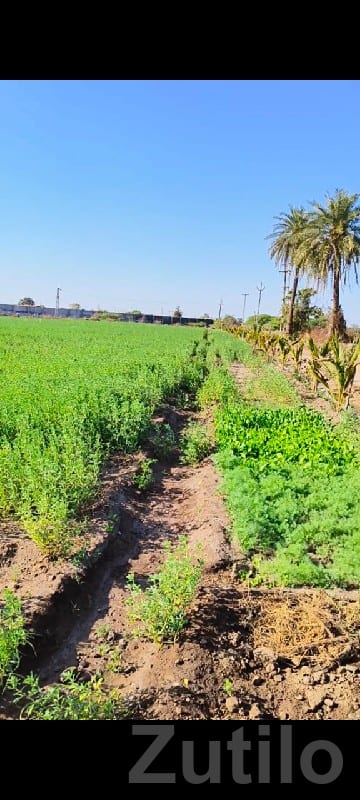 Green Farmhouse Plot Land for Sale