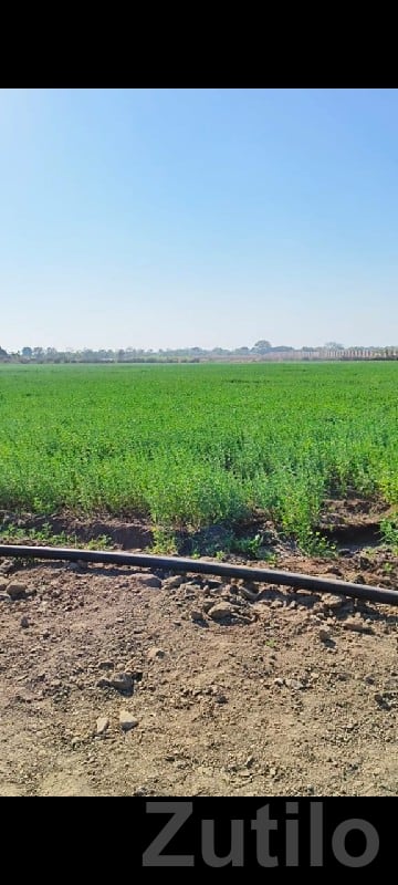 Green Farmhouse Plot Land for Sale - Land & Plots - Bhanvad - Image 2