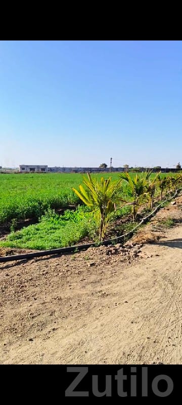 Green Farmhouse Plot Land for Sale - Land & Plots - Bhanvad - Image 3