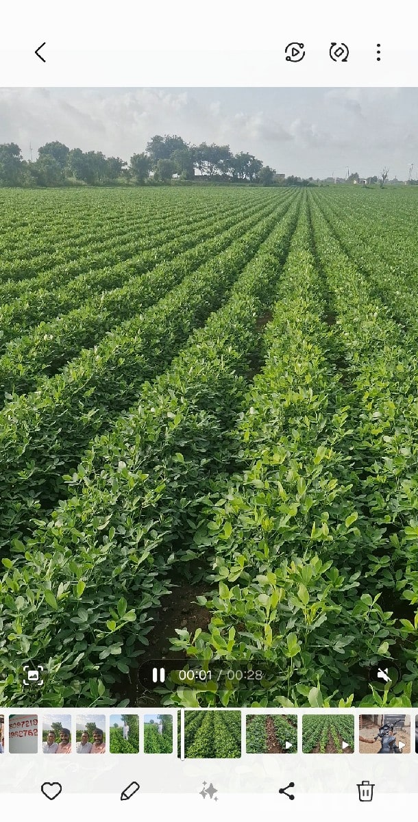 Highway Touch Fertile Farm Land Plot - Land & Plots - Khambhalia - Image 3