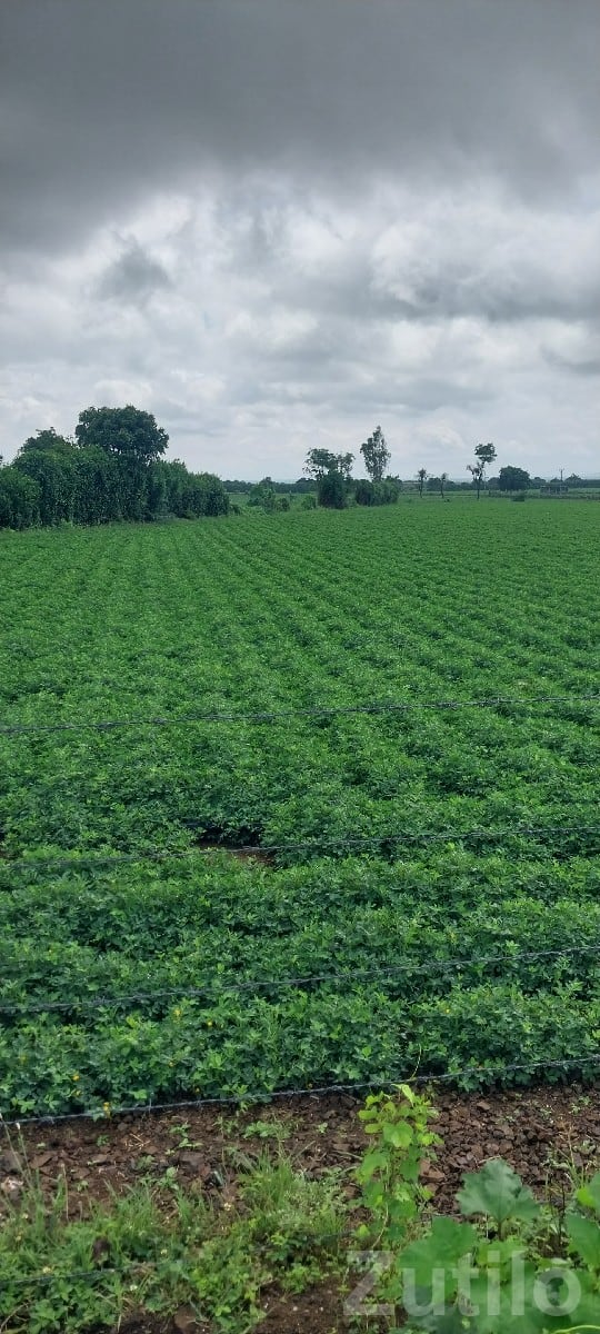 Dhari Fertile Green Farmland Plot Sale