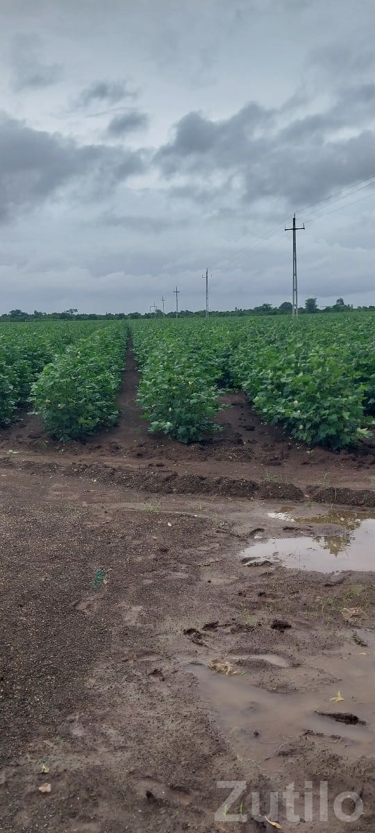 Dhari Fertile Green Farmland Plot Sale - Land & Plots - Dhari - Image 2