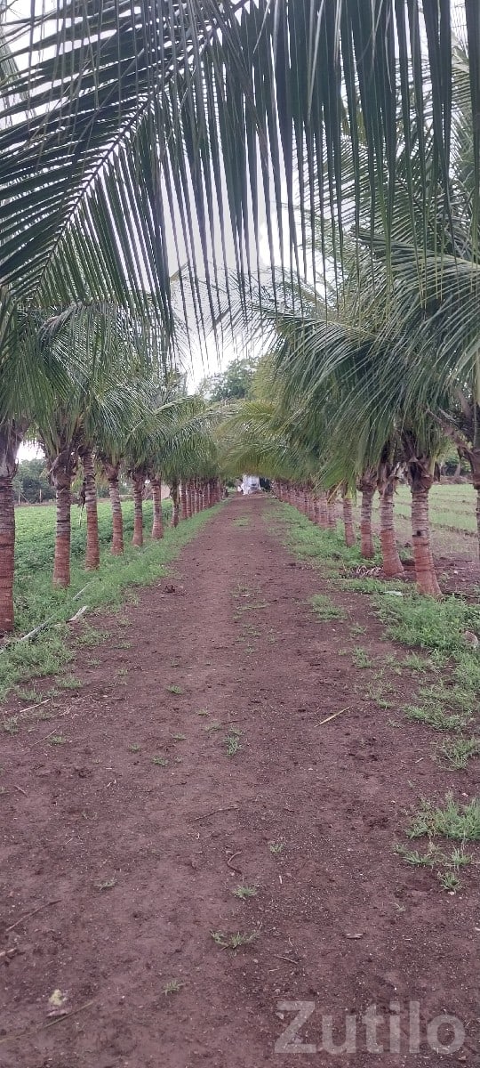 Dhari Fertile Green Farmland Plot Sale - Land & Plots - Dhari - Image 3