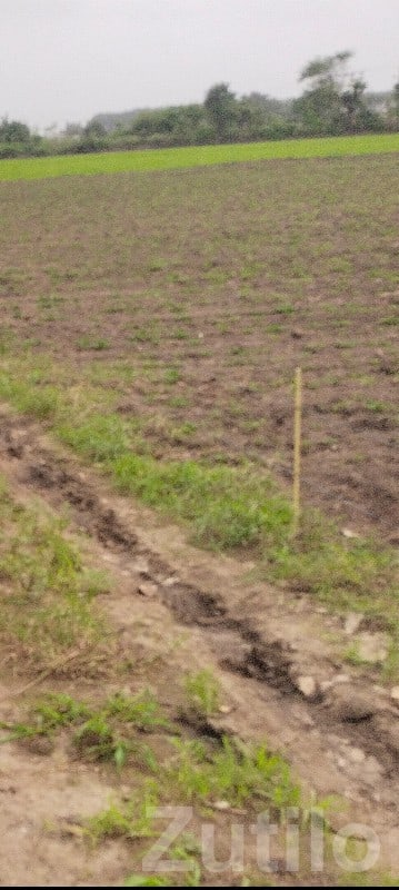 5 Vigha Fertile Agricultural Land, Prasli