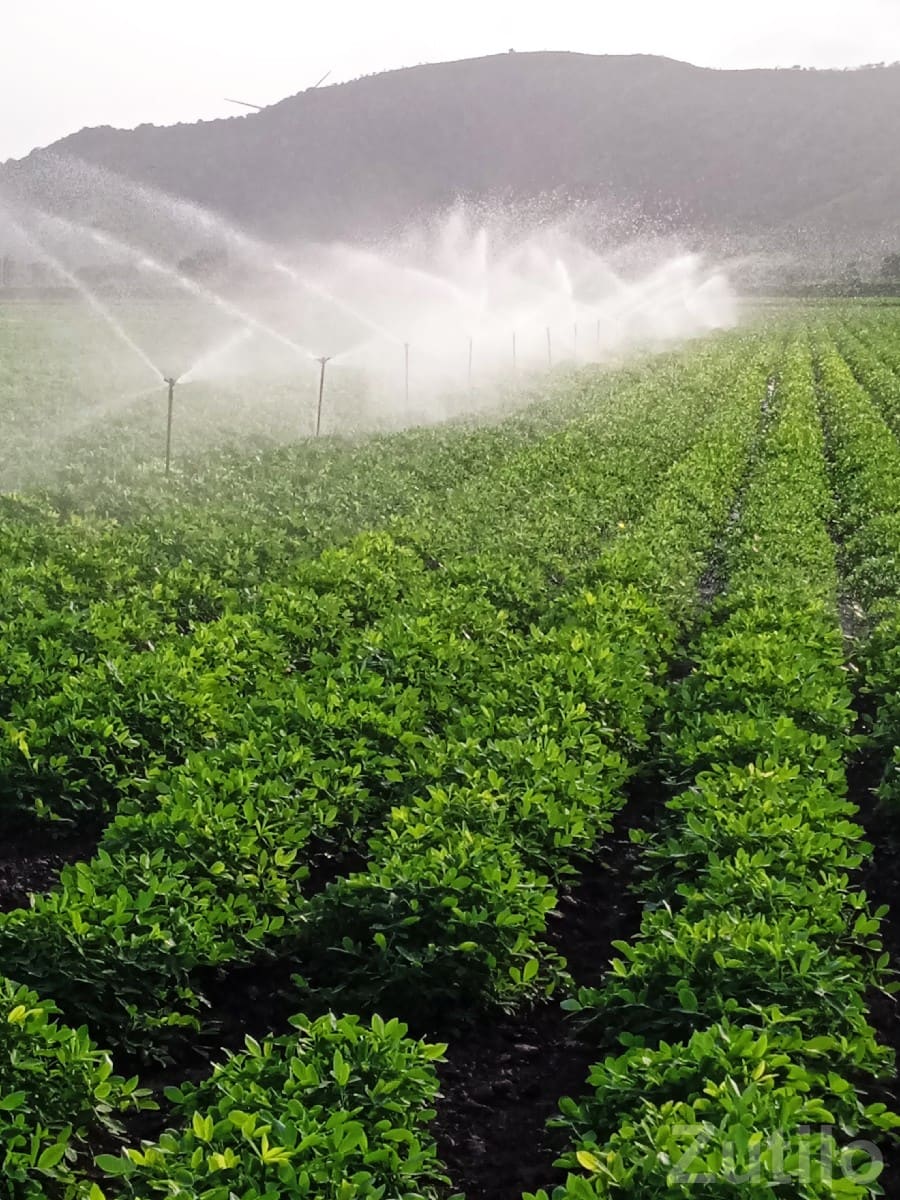 Irrigated Farmland Plot in Jamjodhpur