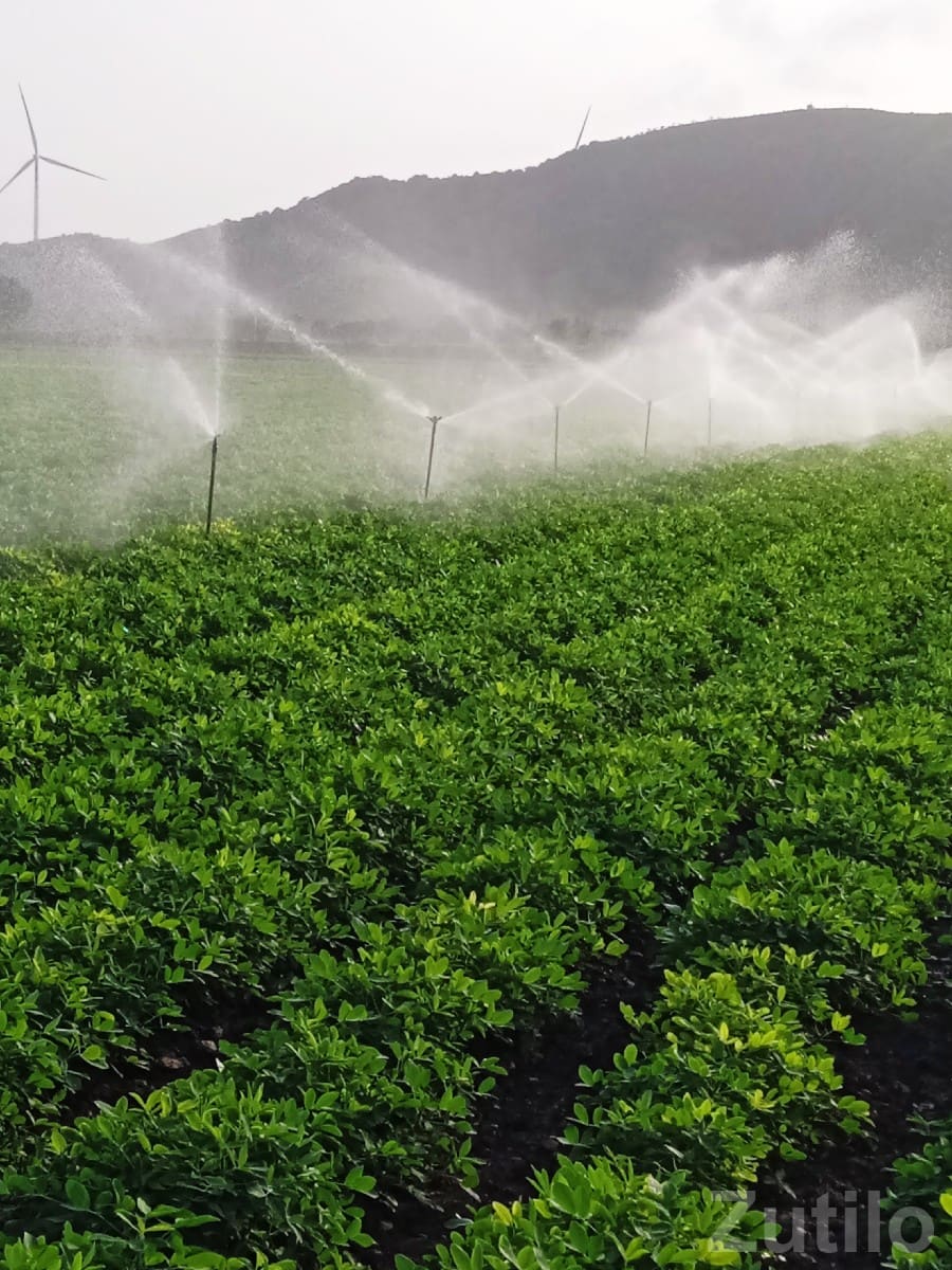 Irrigated Farmland Plot in Jamjodhpur - Land & Plots - Jamjodhpur - Image 2