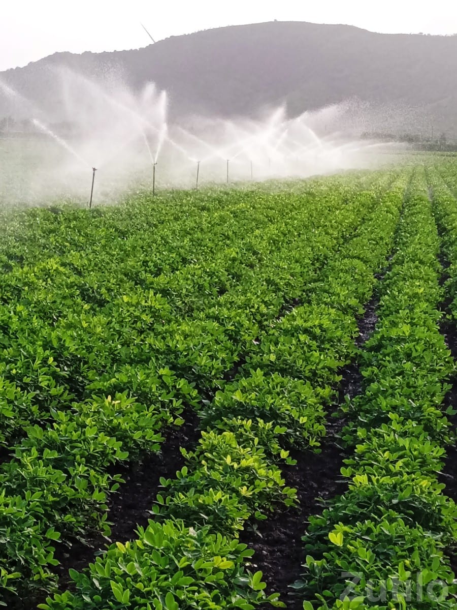 Irrigated Farmland Plot in Jamjodhpur - Land & Plots - Jamjodhpur - Image 3