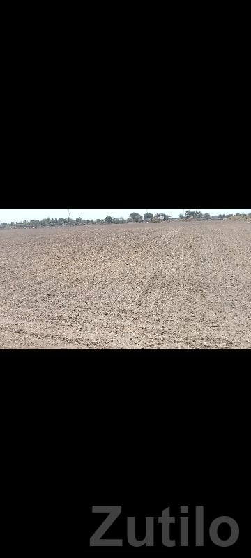 Fertile Agricultural Land in Porbandar - જમીન અને પ્લોટ - છાયા - Image 2