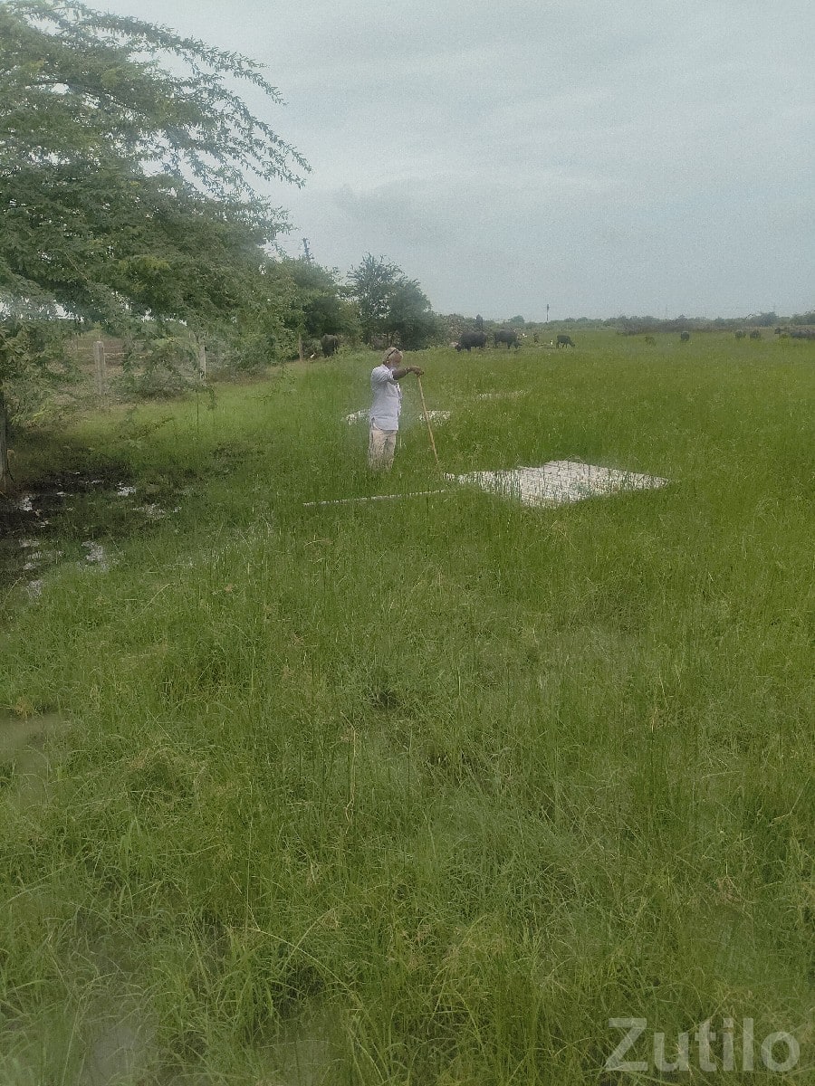 Fertile Green Agricultural Land Plot Fertile Green Agricultural Land Plot