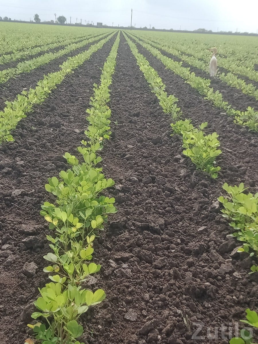 Fertile Agricultural Land in Kutiyana - જમીન અને પ્લોટ - કુટિયાણા - Image 2