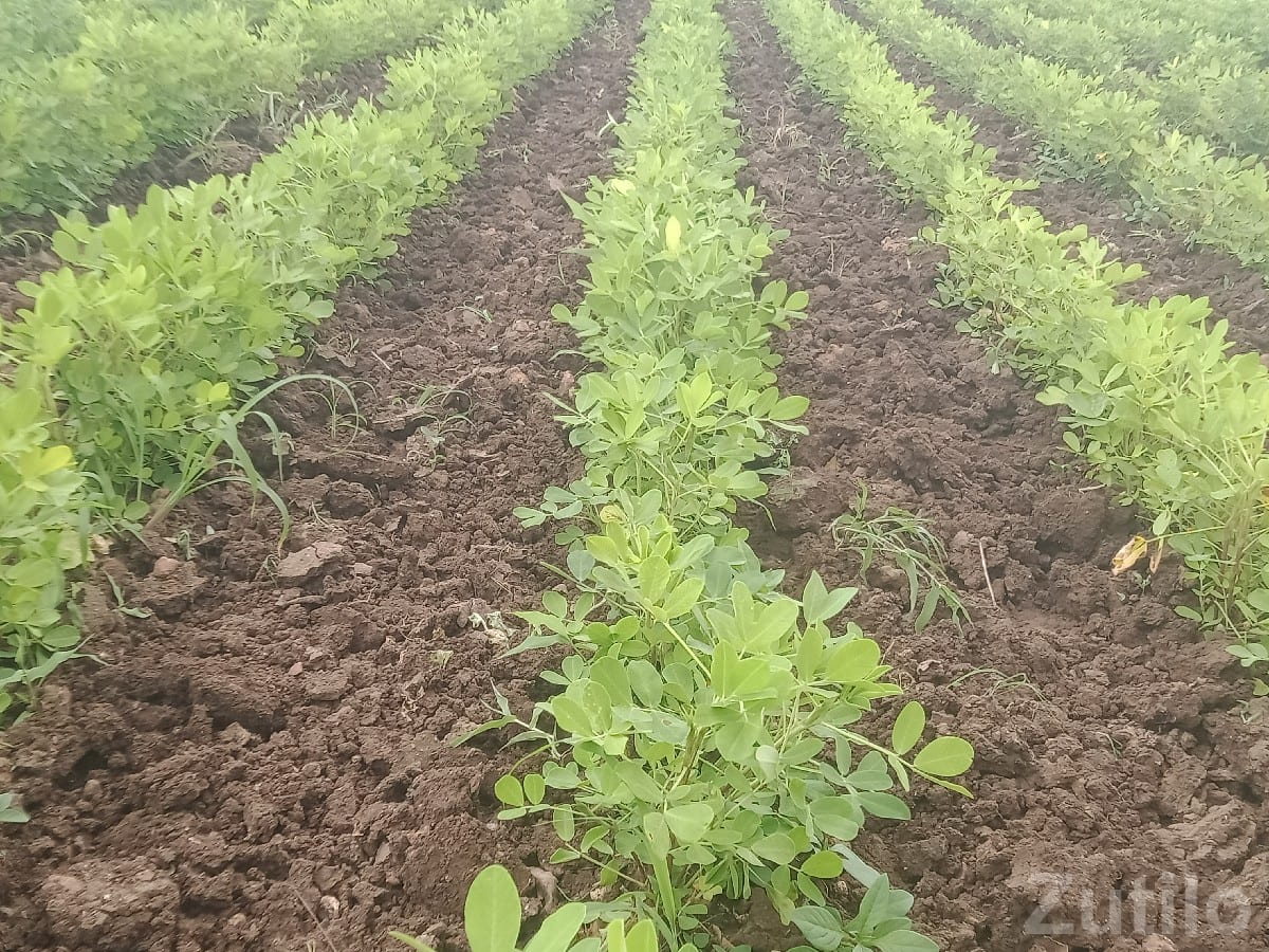 Fertile Agricultural Land in Kutiyana - જમીન અને પ્લોટ - કુટિયાણા - Image 3