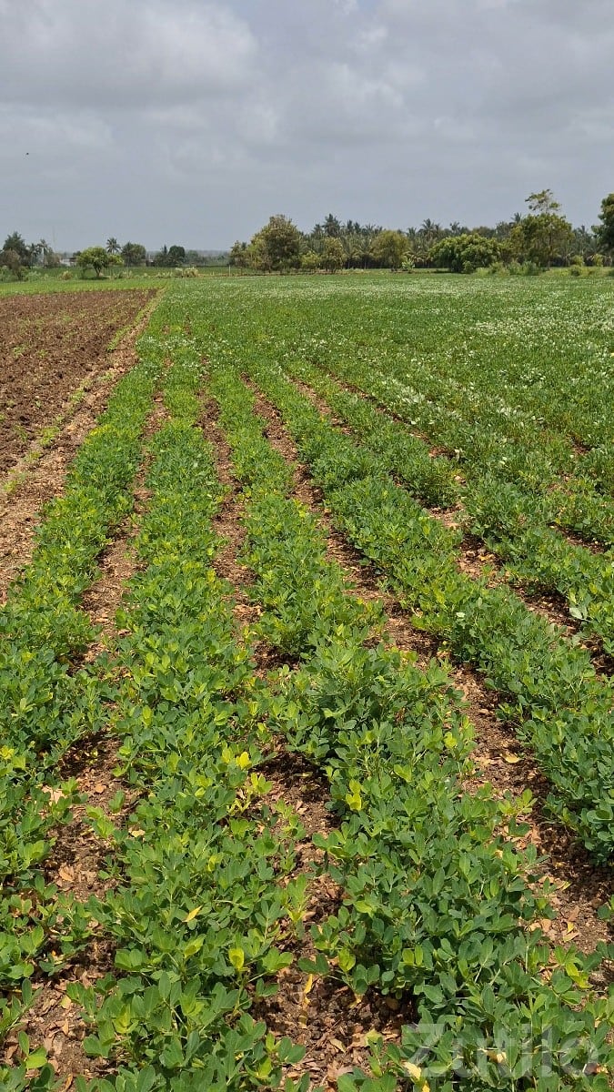 Fertile Agricultural Land in Talala