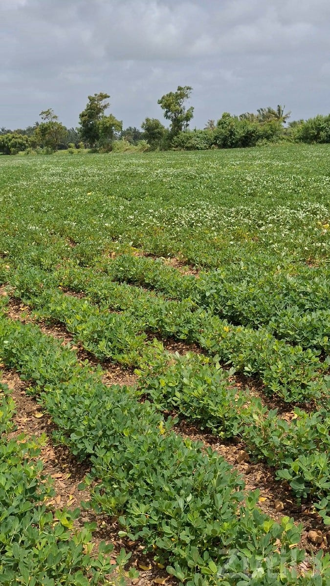Fertile Agricultural Land in Talala - જમીન અને પ્લોટ - તલાલા - Image 2