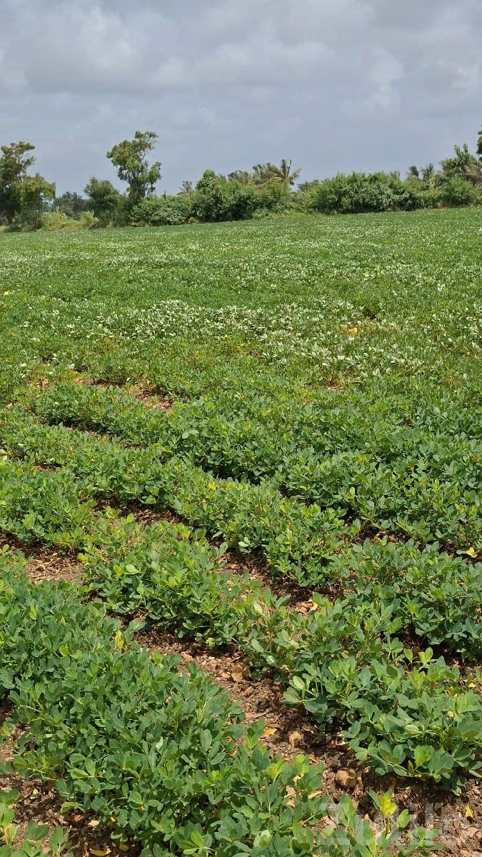 Fertile Agricultural Land in Talala - જમીન અને પ્લોટ - તલાલા - Image 3