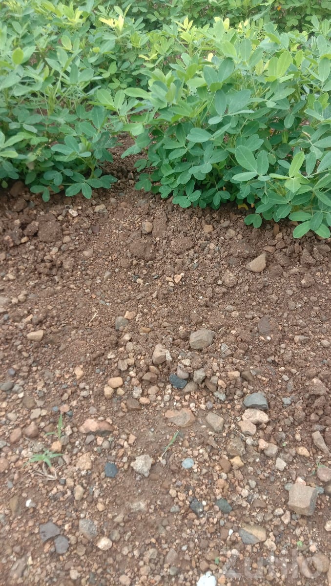 Fertile Agricultural Land for Rent - Land & Plots - Keshod - Image 2