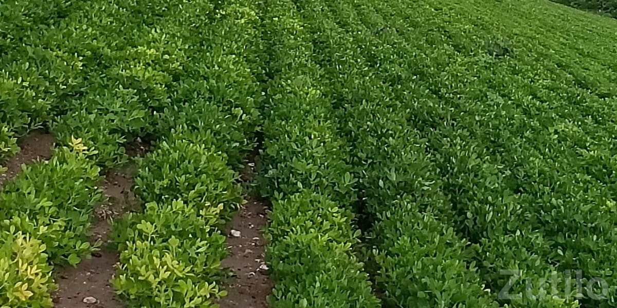 9 Vigha Fertile Agricultural Land 9 Vigha Fertile Agricultural Land