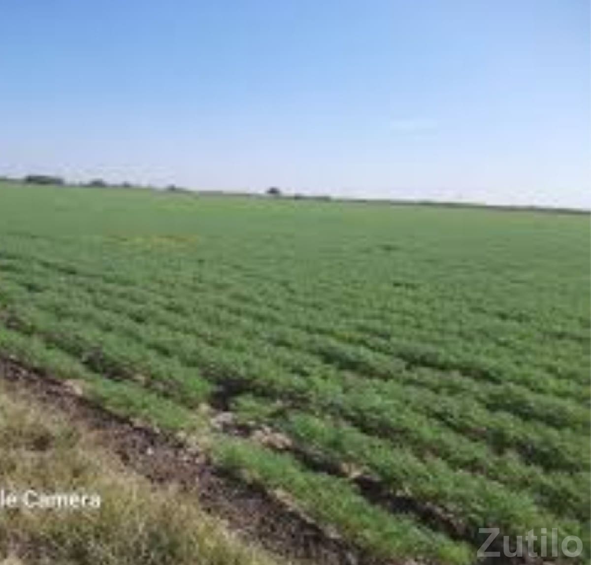 5 Bigha Fertile Agricultural Land Talala