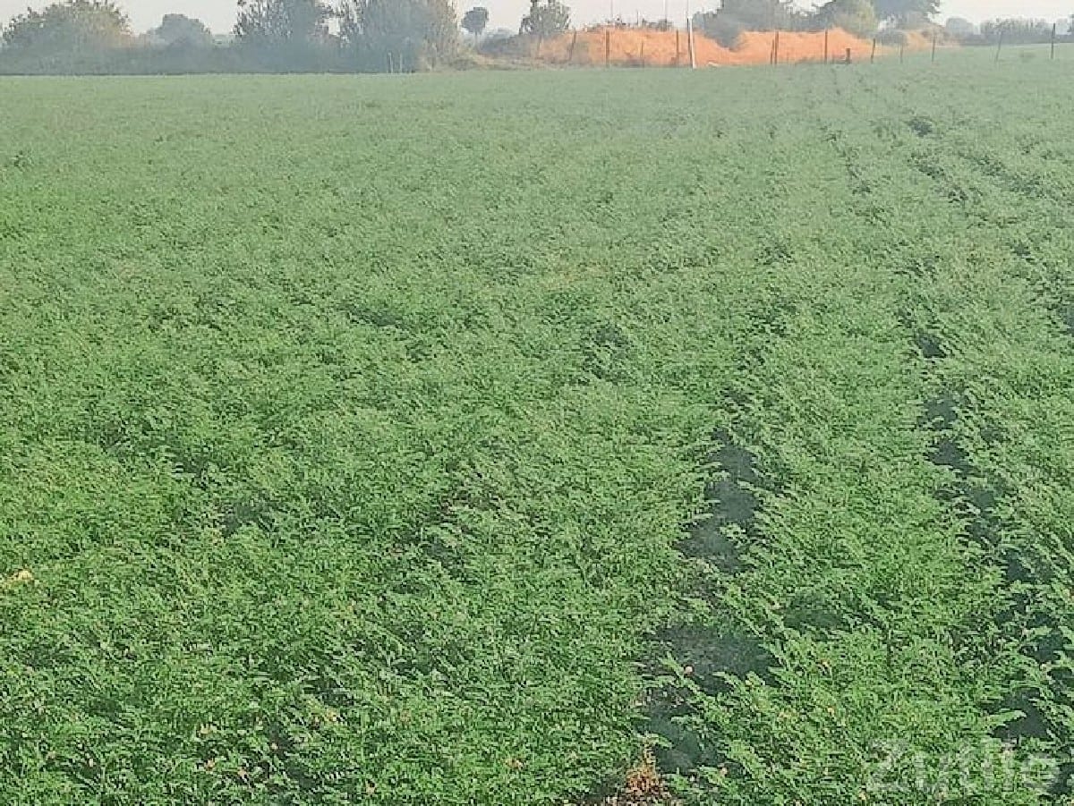 5 Bigha Fertile Agricultural Land Talala - જમીન અને પ્લોટ - તલાલા - Image 2