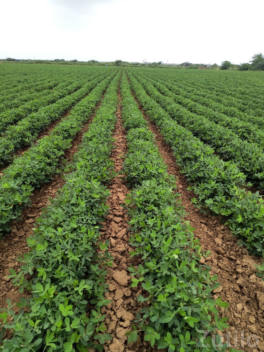 Fertile Agricultural Land for Lease