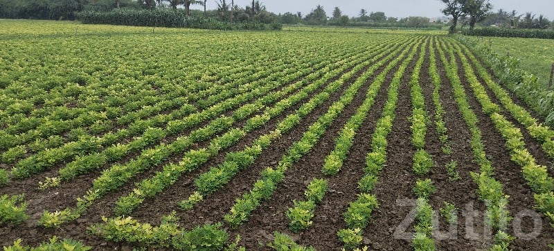 Green Agricultural Land for Sale, Kodinar - જમીન અને પ્લોટ - કોડીનાર - Image 2