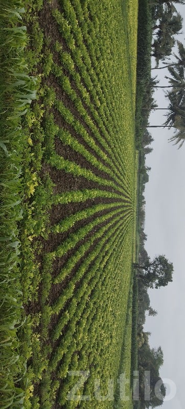 Green Agricultural Land for Sale, Kodinar - જમીન અને પ્લોટ - કોડીનાર - Image 3