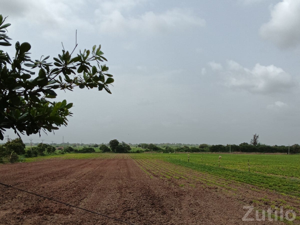 16.5 Vigha Fertile Farm Land Plot 16.5 Vigha Fertile Farm Land Plot
