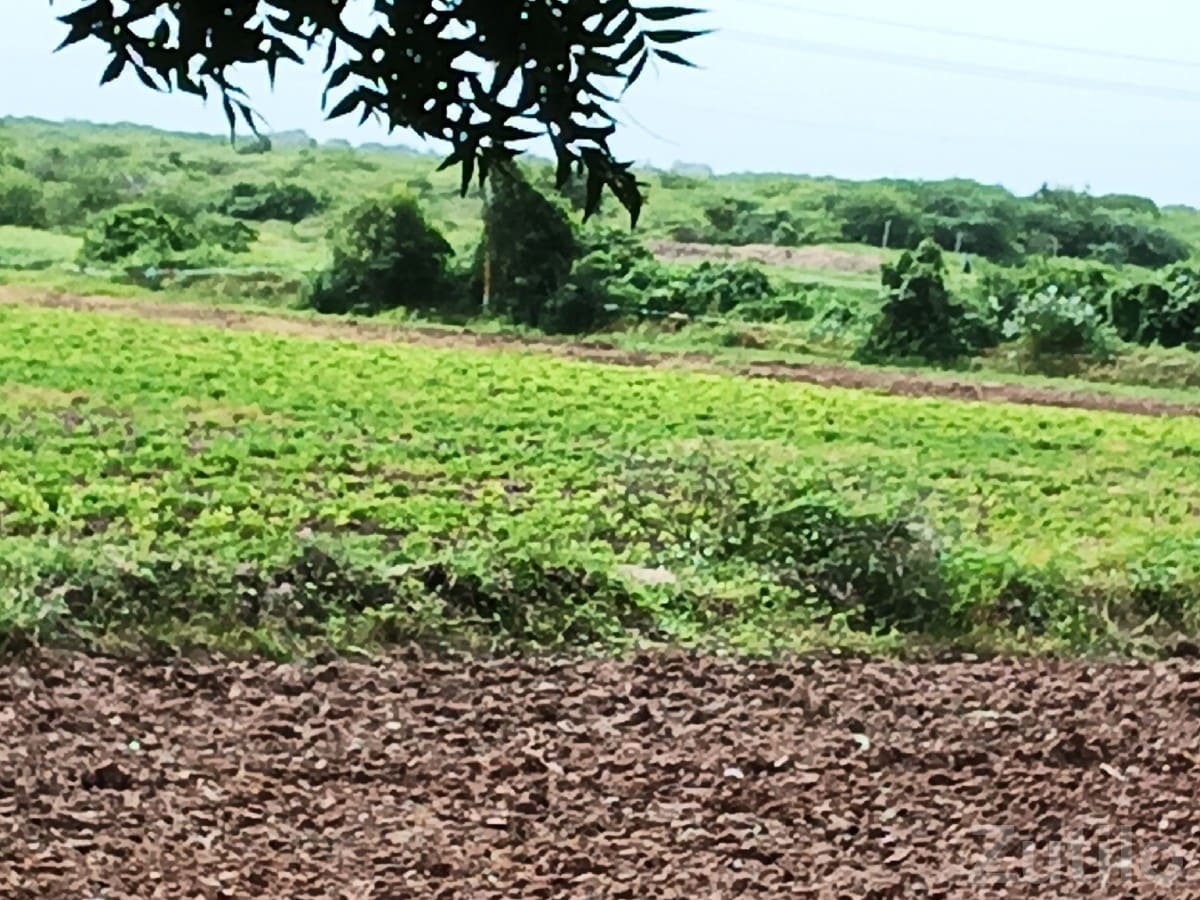 16.5 Vigha Fertile Farm Land Plot - Land & Plots - Khambhalia - Image 3