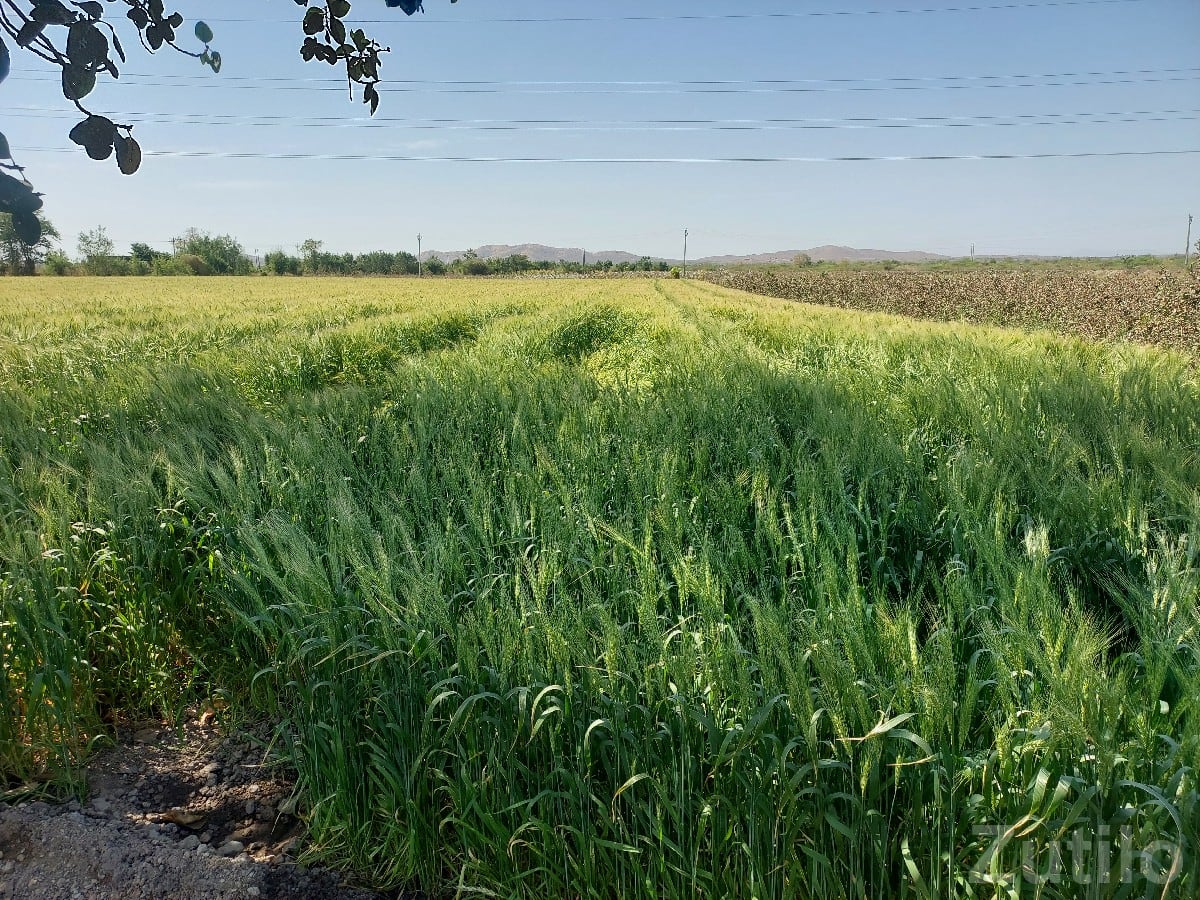 Fertile Green Farmland Plot in Kutiyana Fertile Green Farmland Plot in Kutiyana