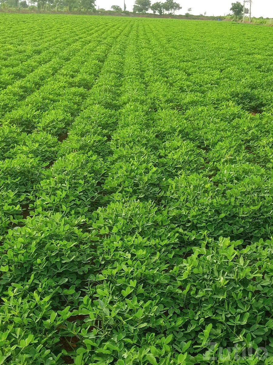 Fertile Green Farmland Plot Jamjodhpur